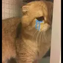 kibe de gatito 4