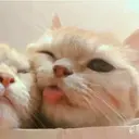 kibe de gatito 6