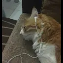 kibe de gatito 16