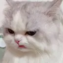 kibe de gatito 9