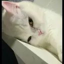 kibe de gatito 3