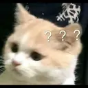kibe de gatito 29