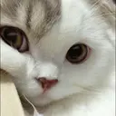 kibe de gatito 10