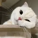kibe de gatito 22