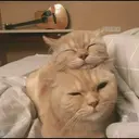 kibe de gatito 20
