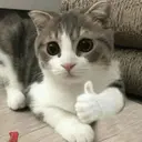 MEMES GATITOS 6