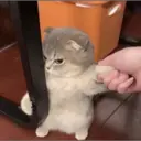 MEMES GATITOS 7