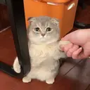 MEMES GATITOS 3