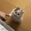 MEMES GATITOS 9