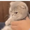MEMES GATITOS 12