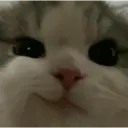 MEMES GATITOS 4