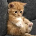 MEMES GATITOS 2