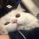 MEMES GATITOS 15