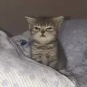 MEMES GATITOS 1