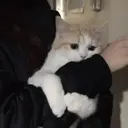 MEMES GATITOS 8