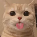 MEMES GATITOS 11