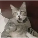 MEMES GATITOS 5