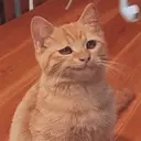 MEMES GATITOS 10