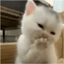 MEMES GATITOS 13