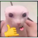 Gatitos 15