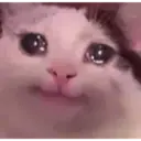 Gatitos 23