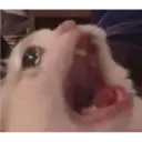 Gatitos 4
