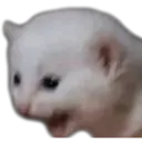 Gatitos 17
