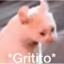 Gatitos 28