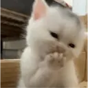 Gatitos 5