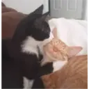 Gatitos 1