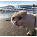 Gatitos 10