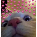 Gatitos 30