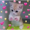 Gatitos 12