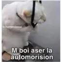 Gatitos 22