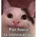 Gatitos 20