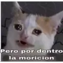 Gatitos 26