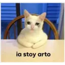 Gatitos 13