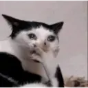 Gatitos 7