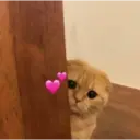 Gatitos 21