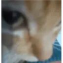 Gatitos 14