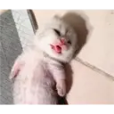 Gatitos 18
