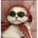 Gatitos 16