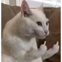 Gatitos 27