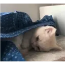 Gatitos 29
