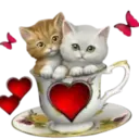 Gatitos💞2🇵🇪Clásica 10