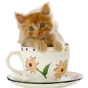 Gatitos💞2🇵🇪Clásica 11