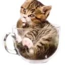 Gatitos💞2🇵🇪Clásica 12