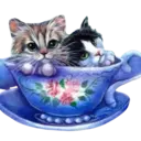 Gatitos💞2🇵🇪Clásica 16