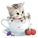 Gatitos💞2🇵🇪Clásica 26