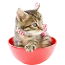 Gatitos💞2🇵🇪Clásica 13